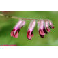 البيقية البنغالية // البيقية المعنًقدة المحمرة (الاسم العلمي: Vicia benghalensis)