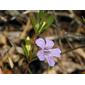 Dyschoriste oblongifolia; Oblongleaf snakeherb