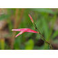 Sixangle Foldwing (Dicliptera sexangularis)