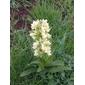 Dactylorhiza sambucina (L.) Soó