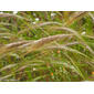 Mediterranean Needle Grass (Stipa capensis)